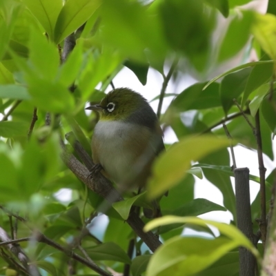 Zosterops lateralis (Silvereye) at Calwell, ACT - 20 Sep 2021 by lucifuge1968