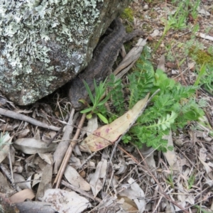 Pogona barbata at Holt, ACT - suppressed