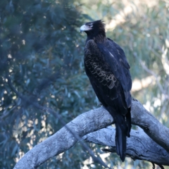 Aquila audax (Wedge-tailed Eagle) at Majura, ACT - 7 Sep 2021 by jb2602