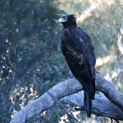 Aquila audax (Wedge-tailed Eagle) at Majura, ACT - 7 Sep 2021 by jb2602