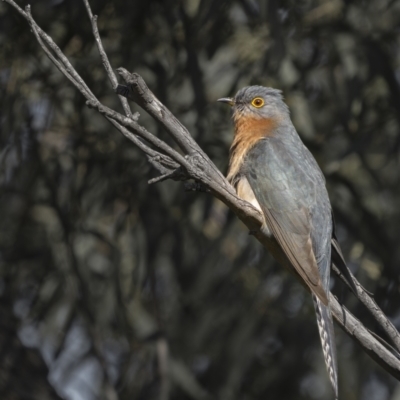 Cacomantis flabelliformis (Fan-tailed Cuckoo) at Forde, ACT - 19 Sep 2021 by trevsci