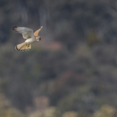 Falco cenchroides (Nankeen Kestrel) at Forde, ACT - 18 Sep 2021 by trevsci