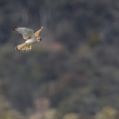 Falco cenchroides (Nankeen Kestrel) at Forde, ACT - 19 Sep 2021 by trevsci