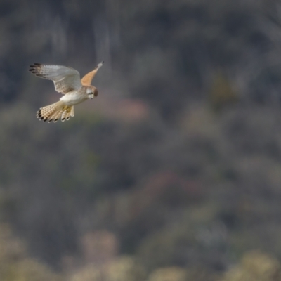 Falco cenchroides (Nankeen Kestrel) at Forde, ACT - 18 Sep 2021 by trevsci