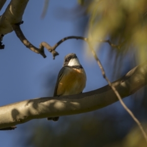 Pachycephala rufiventris at Forde, ACT - 19 Sep 2021