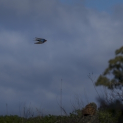 Hirundo neoxena at Forde, ACT - 19 Sep 2021