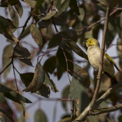 Ptilotula penicillata (White-plumed Honeyeater) at Forde, ACT - 18 Sep 2021 by trevsci