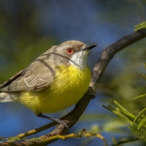 Gerygone olivacea at Forde, ACT - 19 Sep 2021