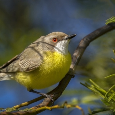 Gerygone olivacea (White-throated Gerygone) at Forde, ACT - 18 Sep 2021 by trevsci