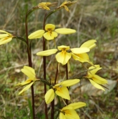 Diuris chryseopsis (Golden Moth) at Kambah, ACT - 20 Sep 2021 by MatthewFrawley