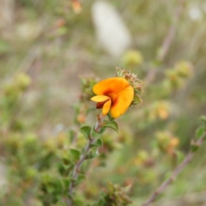 Pultenaea procumbens at Kambah, ACT - 20 Sep 2021