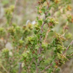 Pultenaea procumbens at Kambah, ACT - 20 Sep 2021 11:23 AM