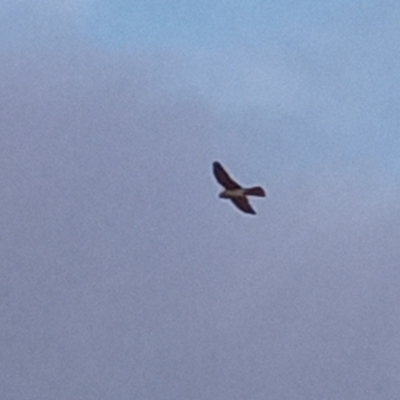 Falco cenchroides (Nankeen Kestrel) at Kambah, ACT - 20 Sep 2021 by michaelb