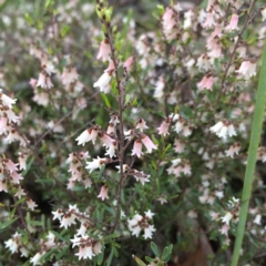 Cryptandra amara (Bitter Cryptandra) at Hawker, ACT - 20 Sep 2021 by SarahE