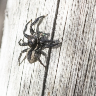 Jotus auripes (Jumping spider) at Bruce Ridge to Gossan Hill - 22 Jul 2021 by AlisonMilton