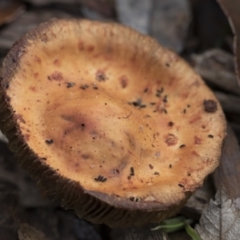 Leratiomcyes ceres (Red Woodchip Fungus) at Higgins, ACT - 11 Jul 2021 by AlisonMilton