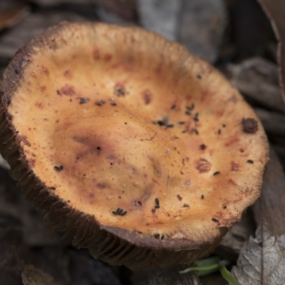 Leratiomyces ceres (Red Woodchip Fungus) at Higgins, ACT - 11 Jul 2021 by AlisonMilton