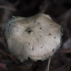 Unidentified Cap on a stem; gills below cap [mushrooms or mushroom-like] at Higgins, ACT - 11 Jul 2021 by AlisonMilton