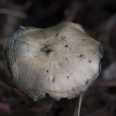 Unidentified Cap on a stem; gills below cap [mushrooms or mushroom-like] at Higgins, ACT - 11 Jul 2021 by AlisonMilton