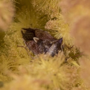 Oechalia schellenbergii at Scullin, ACT - 14 Sep 2021