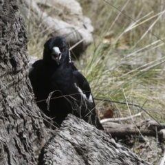 Gymnorhina tibicen at Scullin, ACT - 14 Sep 2021