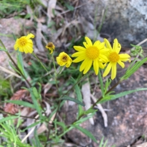 Senecio madagascariensis at Flynn, ACT - 10 Sep 2021