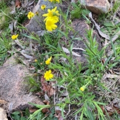 Senecio madagascariensis at Flynn, ACT - 10 Sep 2021