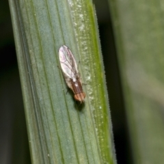 Unidentified True fly (Diptera) at Higgins, ACT - 16 Sep 2021 by AlisonMilton