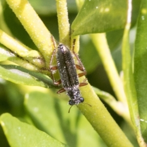 Lemidia subaenea at Higgins, ACT - 31 Aug 2021