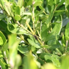 Lemidia subaenea at Higgins, ACT - 31 Aug 2021