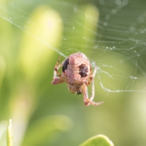 Araneus sp. (genus) at Higgins, ACT - 31 Aug 2021