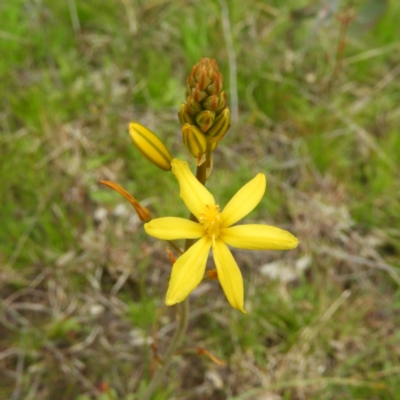 Bulbine bulbosa (Golden Lily) at Mount Taylor - 20 Sep 2021 by MatthewFrawley