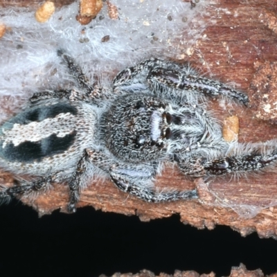 Sandalodes superbus (Ludicra Jumping Spider) at Majura, ACT - 7 Sep 2021 by jbromilow50