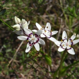 Wurmbea dioica subsp. dioica at Kambah, ACT - 20 Sep 2021 12:04 PM