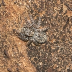 Servaea sp. (genus) (Unidentified Servaea jumping spider) at Hawker, ACT - 1 Sep 2021 by AlisonMilton