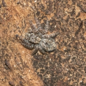 Servaea sp. (genus) at Hawker, ACT - 1 Sep 2021