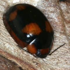 Paropsisterna beata (Blessed Leaf Beetle) at Majura, ACT - 7 Sep 2021 by jbromilow50