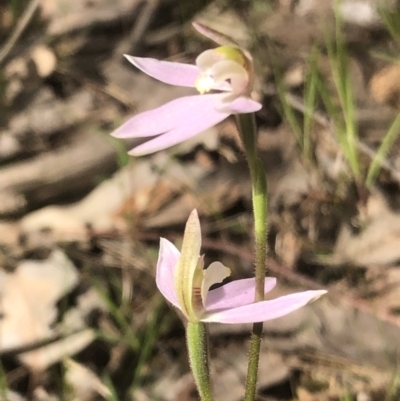 Caladenia carnea (Pink Fingers) at Hamilton Valley, NSW - 19 Sep 2021 by DamianMichael