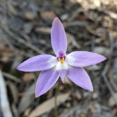 Glossodia major (Wax Lip Orchid) at Aranda Bushland - 20 Sep 2021 by drakes