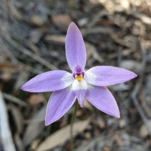 Glossodia major at Aranda, ACT - suppressed