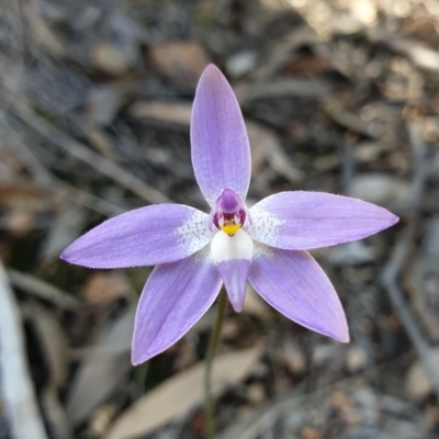 Glossodia major (Wax Lip Orchid) at Aranda Bushland - 20 Sep 2021 by drakes