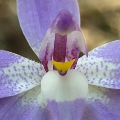 Glossodia major at Aranda, ACT - suppressed