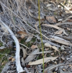 Glossodia major at Aranda, ACT - suppressed