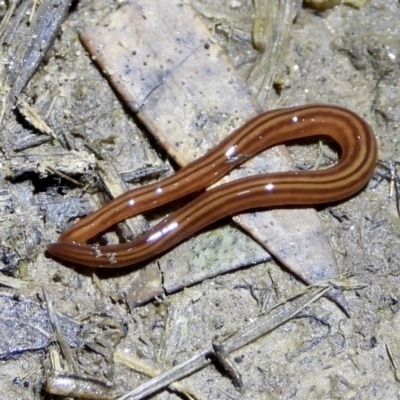 Fletchamia quinquelineata (Five-striped flatworm) at Splitters Creek, NSW - 26 Aug 2021 by WingsToWander