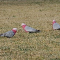 Eolophus roseicapilla (Galah) at Bemboka, NSW - 16 Jul 2020 by MichaelBedingfield