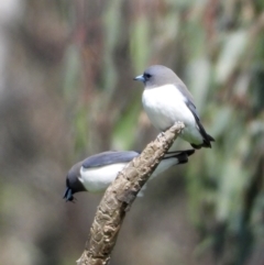 Artamus leucorynchus (White-breasted Woodswallow) at Splitters Creek, NSW - 19 Sep 2021 by WingsToWander