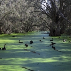 Cygnus atratus (Black Swan) at Splitters Creek, NSW - 19 Sep 2021 by WingsToWander