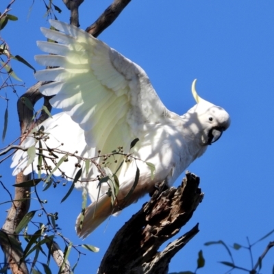 Cacatua galerita (Sulphur-crested Cockatoo) at Splitters Creek, NSW - 18 Sep 2021 by WingsToWander