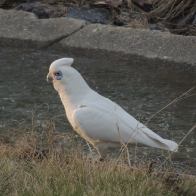 Cacatua sanguinea (Little Corella) at Conder, ACT - 9 Sep 2021 by michaelb