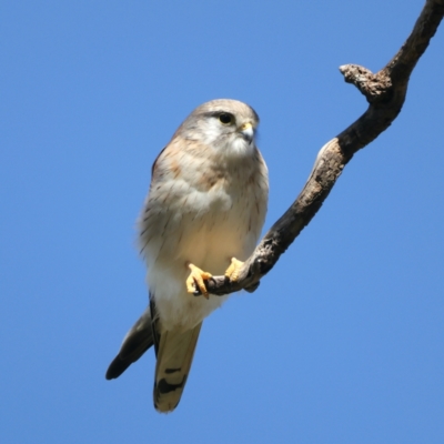 Falco cenchroides (Nankeen Kestrel) at Pialligo, ACT - 7 Sep 2021 by jbromilow50